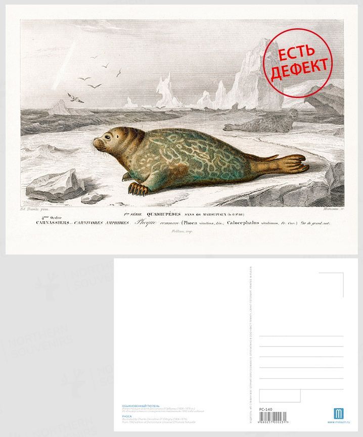 Открытка "Обыкновенный тюлень", 105х148 мм (иллюстрация 1892 г.)